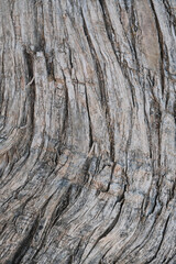 Tree texture closeup