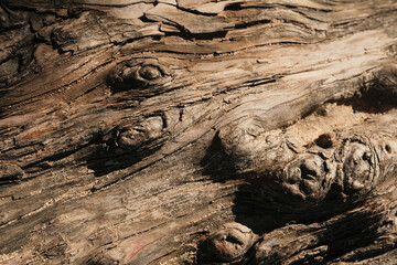 Tree bark up close