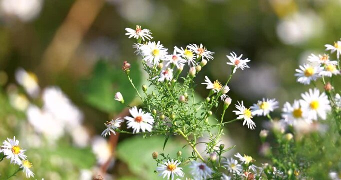 White daisy fleabane on a meadow during autumn sun