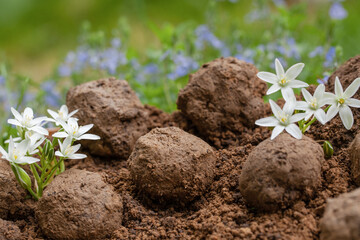 Guerrilla gardening. Seed bombs flower. Wild flower Plants sprouting from seed ball.