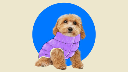 Small, fluffy dog wearing cozy purple puffer jacket, sitting against pastel background with blue circle. Contemporary art collage. Concept of animal, care, pets clothes, fashion, advertisement