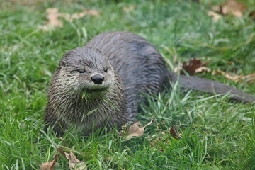 Cute closeup picture of otter eating grass
