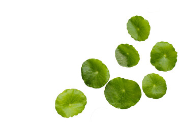 Obraz premium Centella asiatica plant (Gotu Kola) Fresh herb leaves