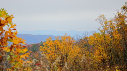 Fototapeta premium Scenic fall foliage shot of Autunm colors in the Blue Ridge Mountains. 
