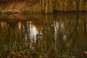 Wild autumn park and sunset, golden hour. Impressive view with river and ducks