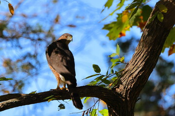 Perched red shouldered hawk looking back against blue fall sky