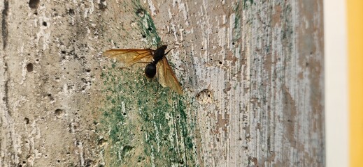 image of large wasp with rustic background