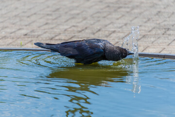 Obraz premium Crow Drinking from Fountain