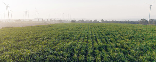 Sugar Cane farm. Sugar cane fields view from the sky. Drone photo of cane sugar. Sugarcane field in...