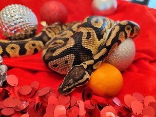 close up of a python Christmas  snake Year of the Snake