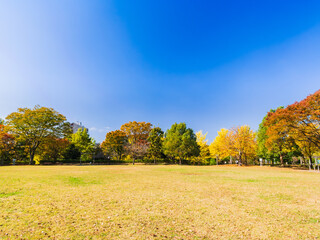 郊外の住宅地　紅葉の公園