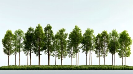 Obraz premium A row of tall green trees against a clear sky, showcasing natural beauty and tranquility.