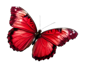 Red butterfly on a transparent background. isolated background.