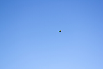 a bird flying in the sky with a bird flying in the sky