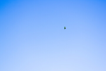 a bird flying in the sky with a bird flying in the sky