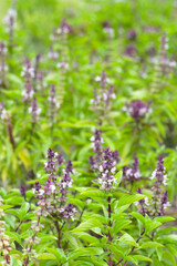 Sweet basil in vegetable garden. Fresh green leaves of herb plant