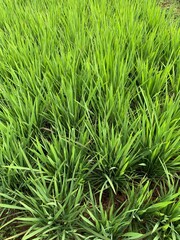 green grass background