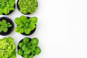 With a white background, hydroponic vegetables lie flat