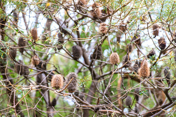 Unique Spiky Seed Pods on a Native Australian Tree, Mount Oberon, Wilsons Prom, Australia