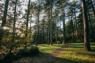 A forest with a path through it. The path is surrounded by trees and the grass is green