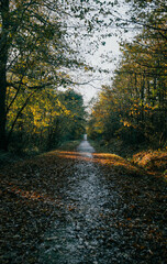 Obraz premium A serene forest path with trees lining the way and leaves scattered on the ground. The sunlight peeks through the trees, creating a peaceful atmosphere