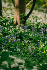 Shot of random purple flower plants in the forest during spring