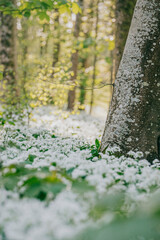 The forest full of white flowers on the ground and sunlight coming down through the trees 