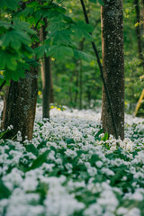 The forest full of white flowers on the ground and sunlight coming down through the trees