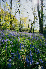 Blue flowers in the grass of the forest in summer