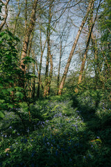 Shot of the forest trees in the forest at summer season
