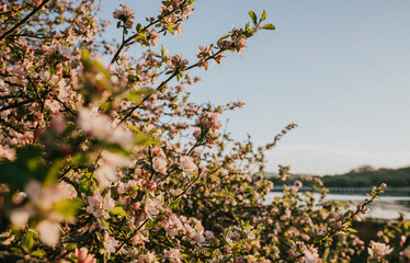 Shot of the flowers of the natural garden near the river