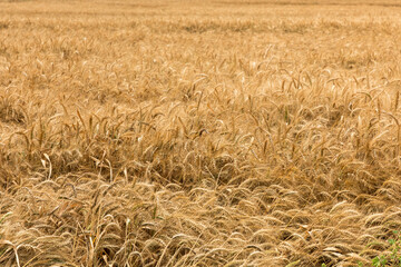 A wonderful golden wheat field on a clear sunny day