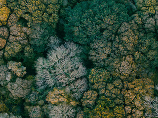 Top drone shot of the dense forest