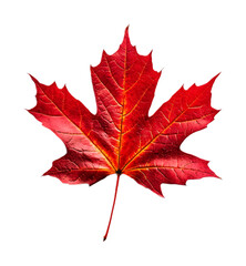 Obraz premium Red maple leaf on a transparent background. isolated background.