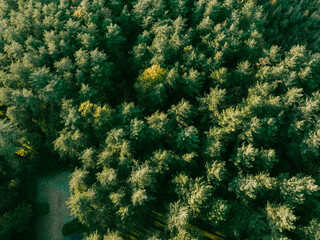 Top view of the trees in the forest