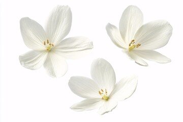 Three delicate, isolated white flowers, soft petals, pale yellow stamens, bright light, minimalist composition.