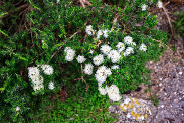 Delicate White Flowers Blooming on a Lush Green Bush