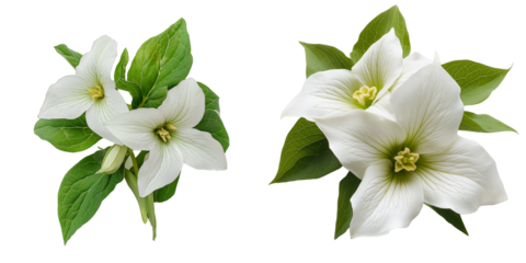 PNG set of trillium isolate on transparent and white background