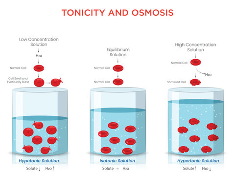 Tonicity and Osmosis Understanding Cell Volume Changes and Water Movement