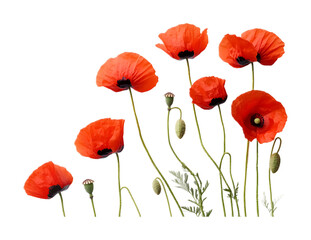 Obraz premium Red poppies symbolizing hope on a transparent background. isolated background.