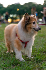 a graceful Shetland Sheepdog, happily strolling across a sunlit grassy field. Its long, fluffy coat...