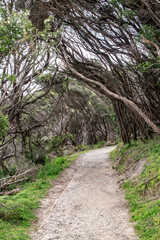 Enchanted Forest Trail with Twisted Trees, Wilson Prom, Australia