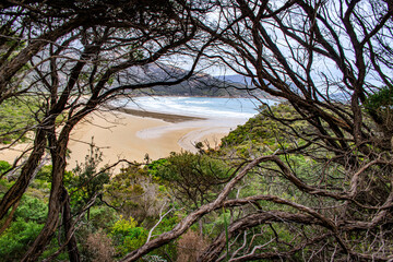 A Glimpse Through the Trees of a Secluded Beach