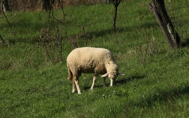 sheep, lamb, animal, farm, grass, wool, field, agriculture, farming, grazing, meadow, nature, green, spring, ewe, countryside, mammal, white, pasture, livestock, lambs, herd, country, animals, baby