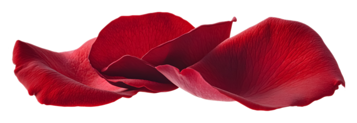 Red rose petal on a transparent background. isolated background.