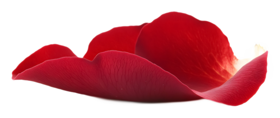 Red rose petal on a transparent background. isolated background.