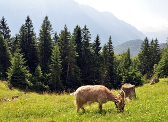 Umgebung von Mittenwald