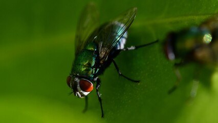 Insekten-1