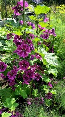 Forest Mallow, purple wild flowers