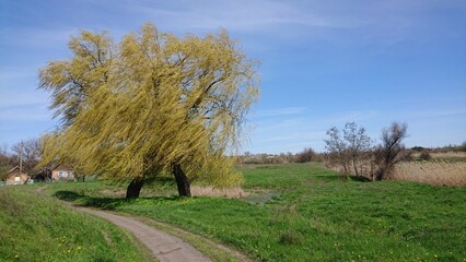 Obraz premium Two willows against a blue sky